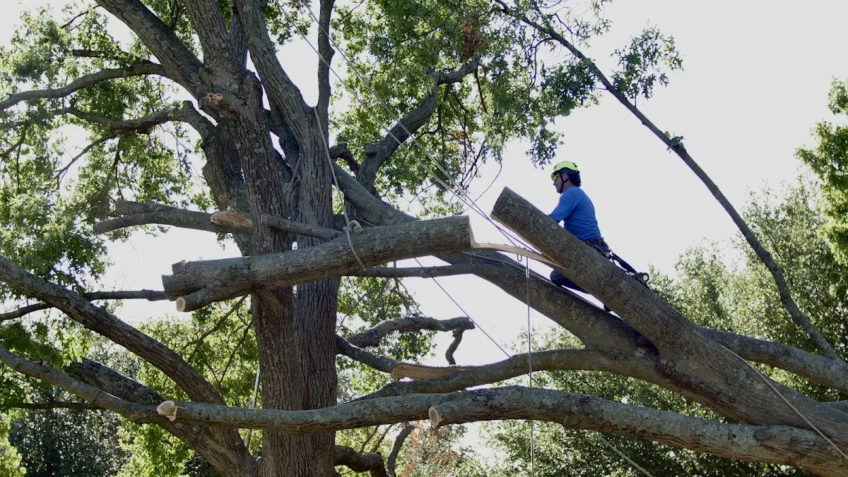 Professional Crown Thinning performed by certified arborists in Napoleon